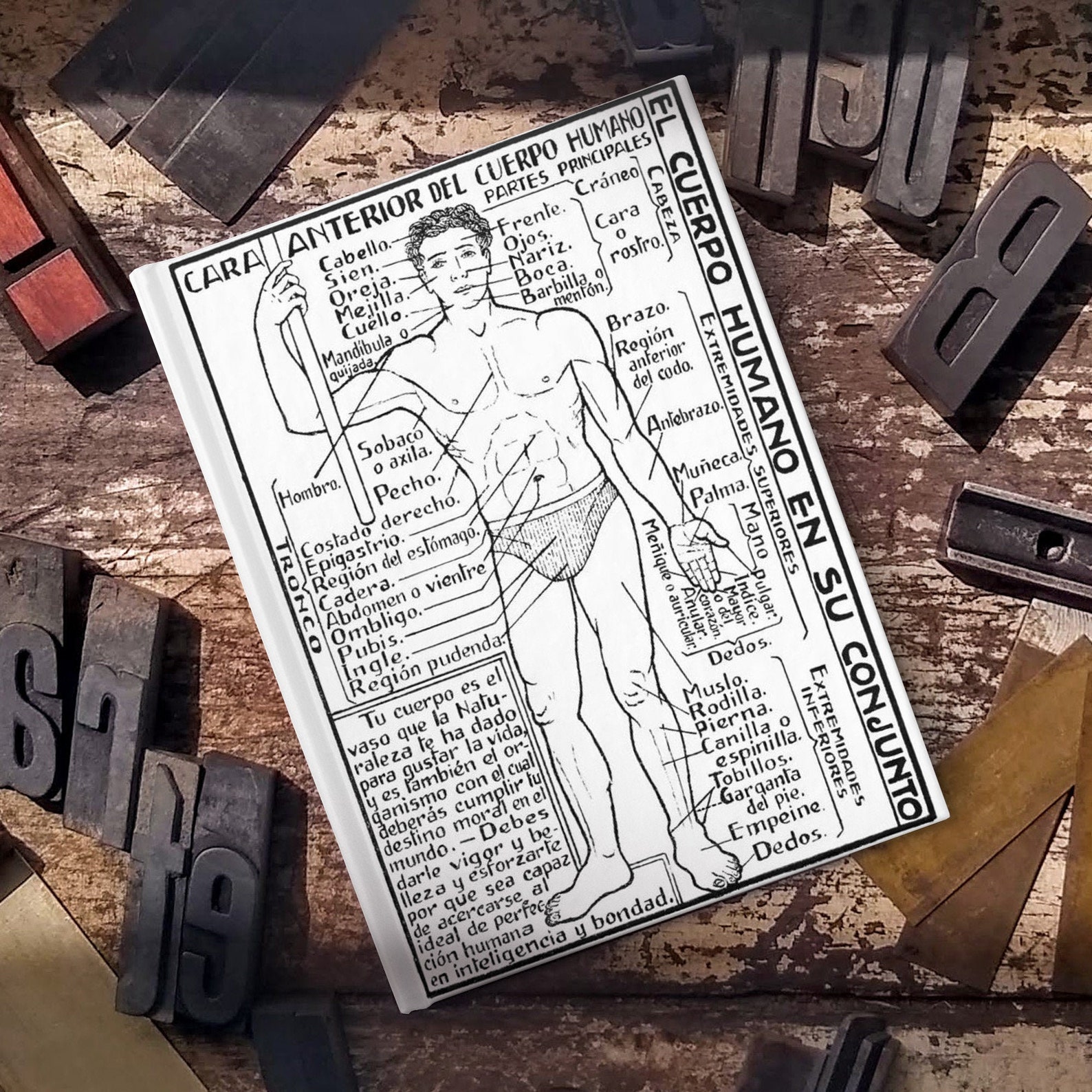 Vintage Human Anatomy Journal Antique Medical Art Personal Etsy