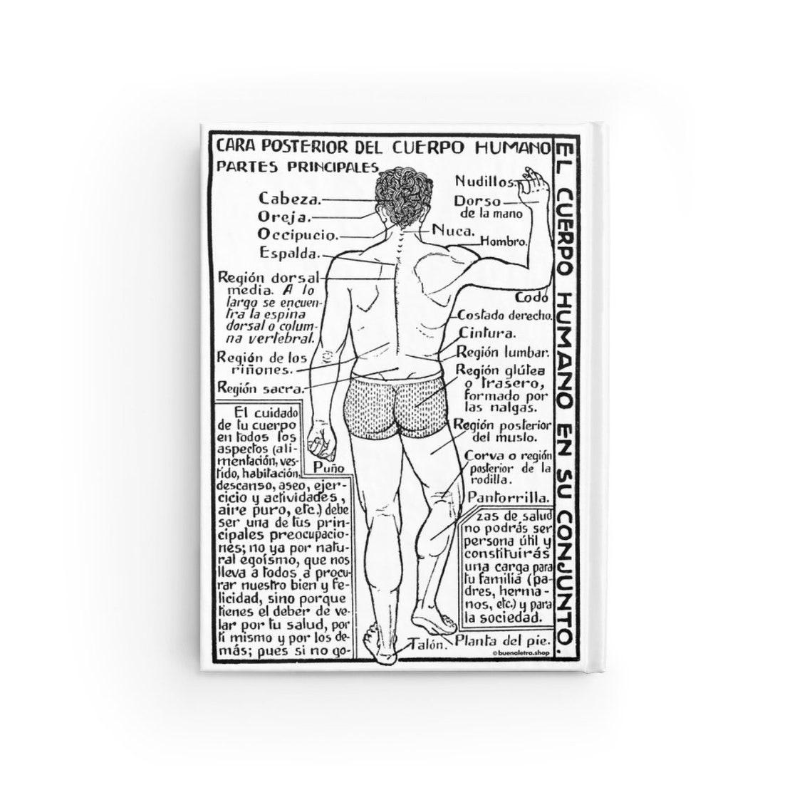 Vintage Human Anatomy Journal Antique Medical Art Personal Etsy