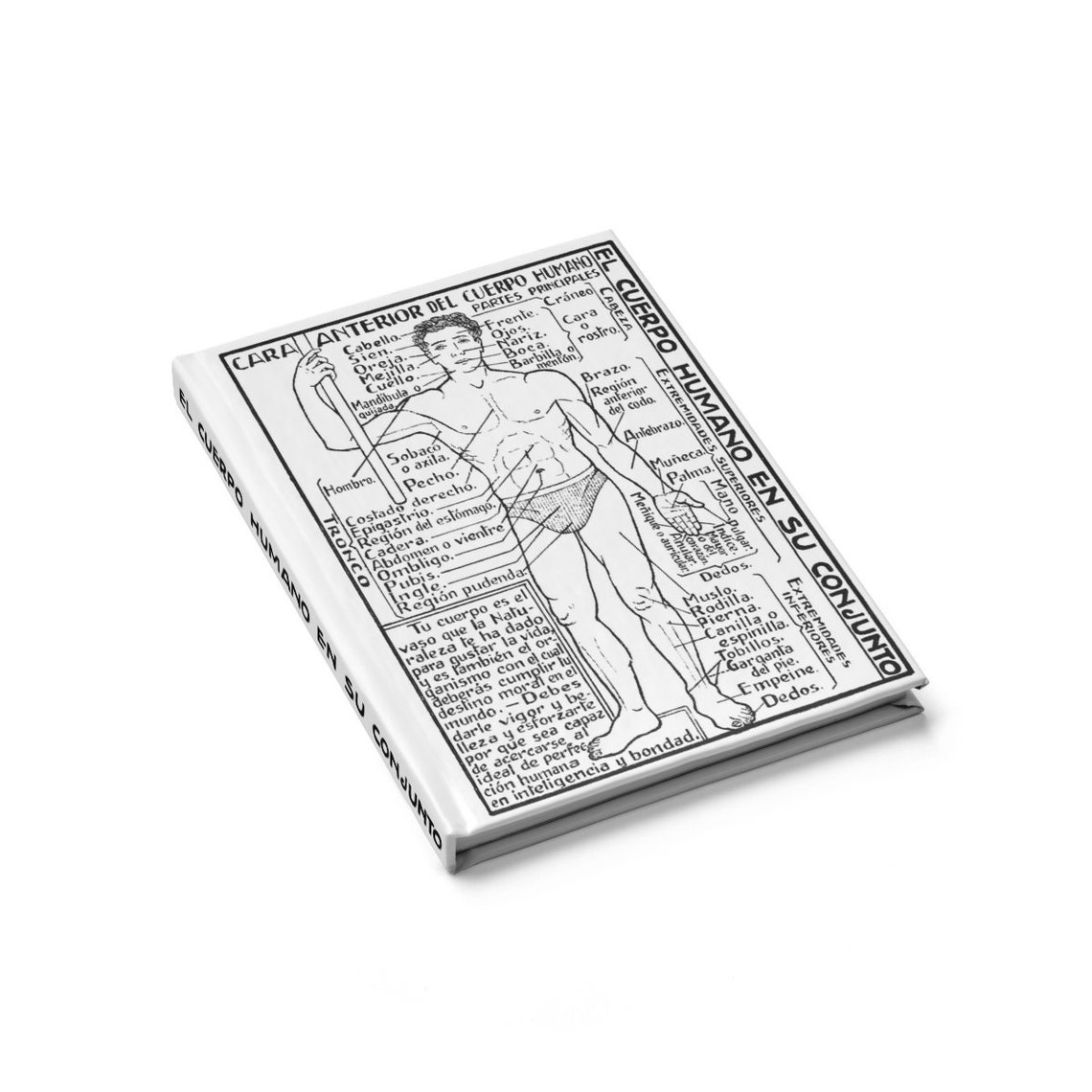 Vintage Human Anatomy Journal Antique Medical Art Personal Etsy