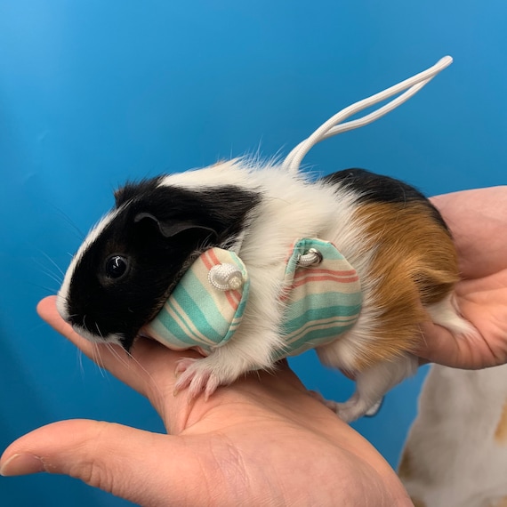guinea pig harness