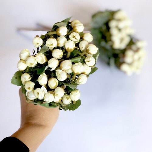 Beige Ranunculus Bush Ranunclus Bush Spring Flowers Hawaii | Etsy
