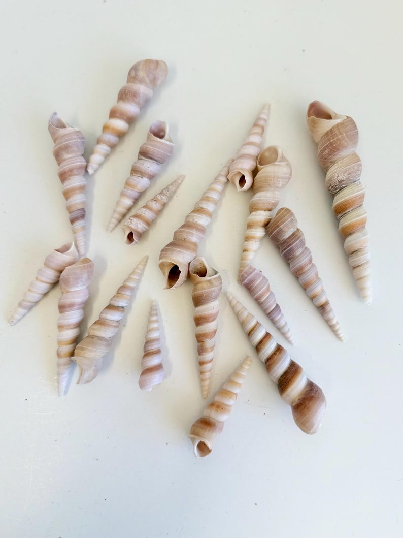 Natural Spiral Seashells Bulk, Turritella Shells for Crafts, Long Tower ...
