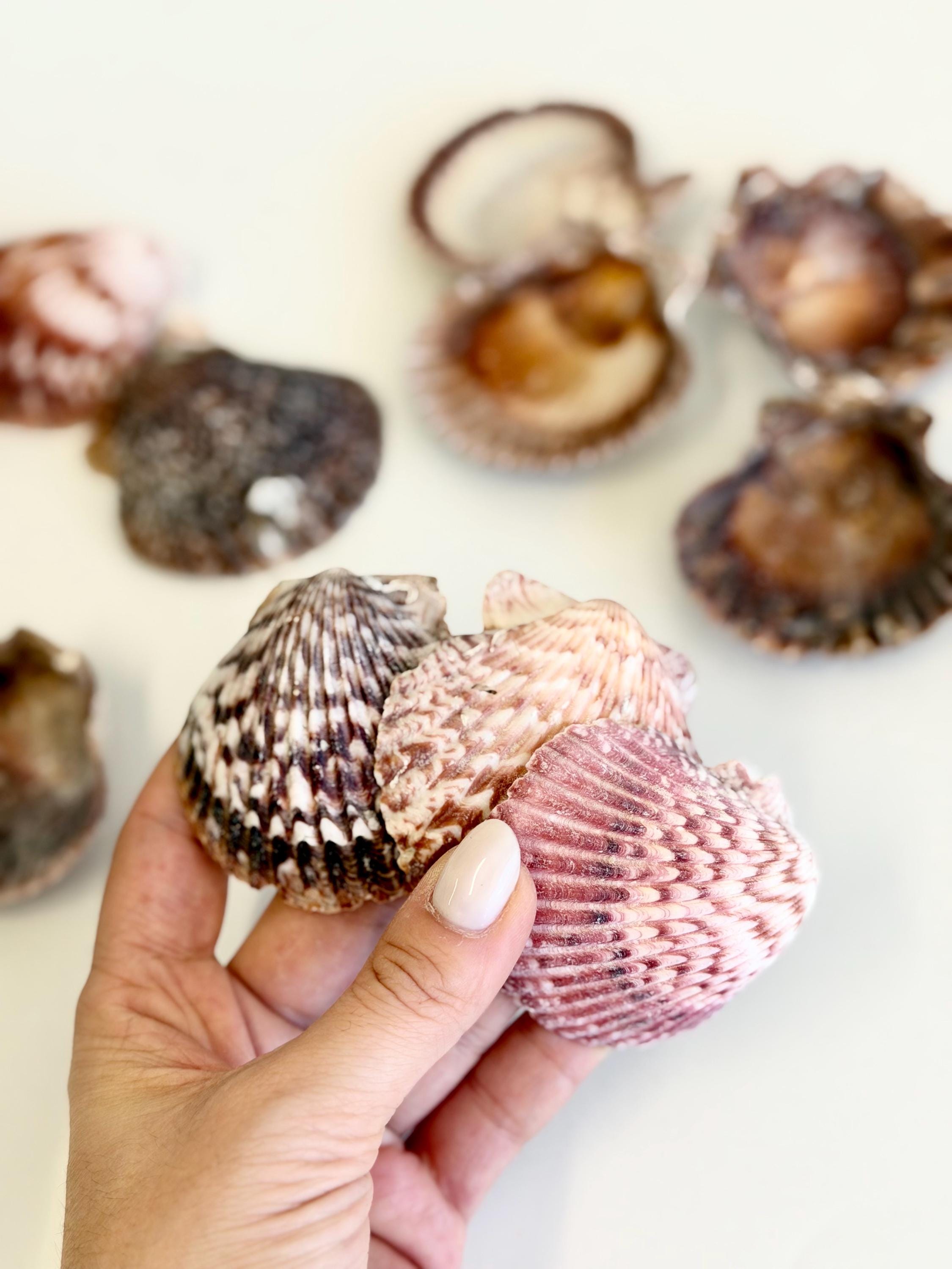 Natural Seashell Mix for Crafts, Assorted Scallop Shells, Beach Shells ...