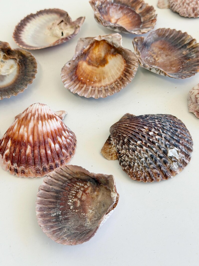 Natural Seashell Mix for Crafts, Assorted Scallop Shells, Beach Shells ...