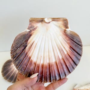 May include: A close-up of a large, natural scallop shell with a fan-like pattern. The shell features a gradient of colors, transitioning from a dark brown edge to a white center. The shell is held in a hand.
