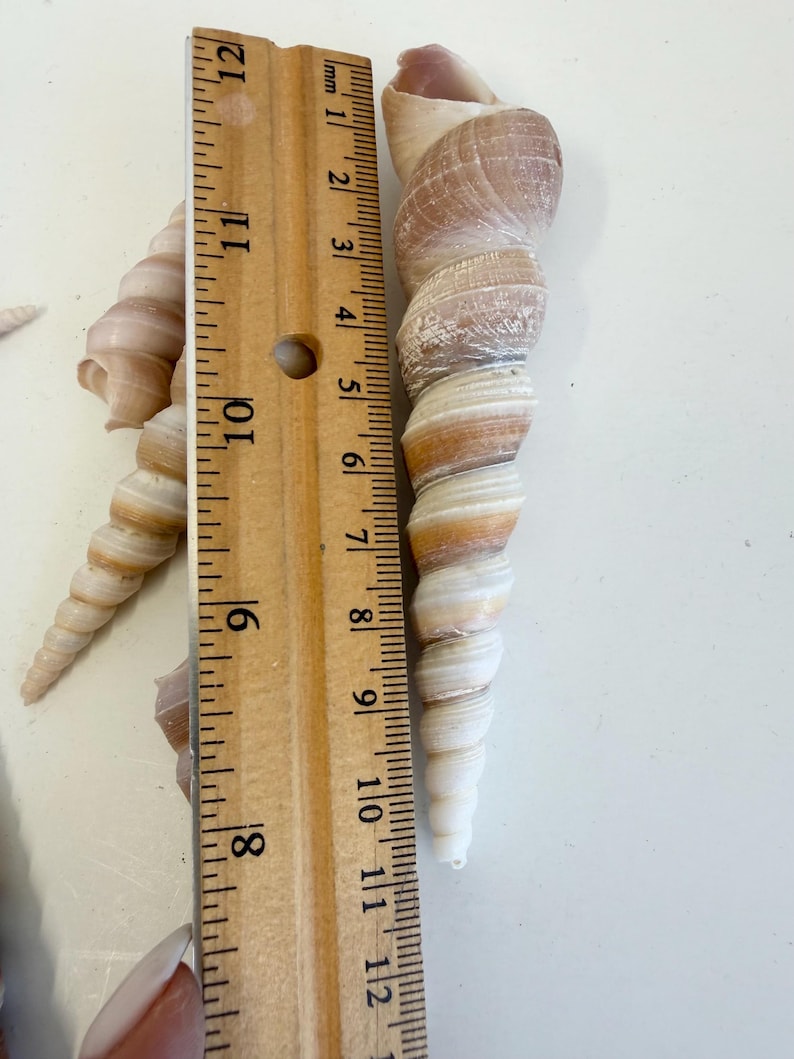 Shell On Ruler Natural Spiral Seashells Bulk, Turritella Shells for Crafts, Long Tower ...