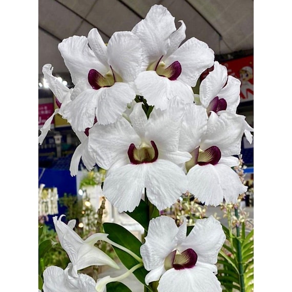 Dendrobium sanderae Orchid Species