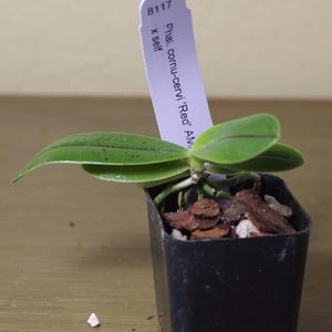 May include: A small orchid plant in a black square pot. The plant has several green leaves and a tag that reads "Phal. cornu-cervi 'Red' Am... x self" and "8117". The pot contains bark and small white stones.