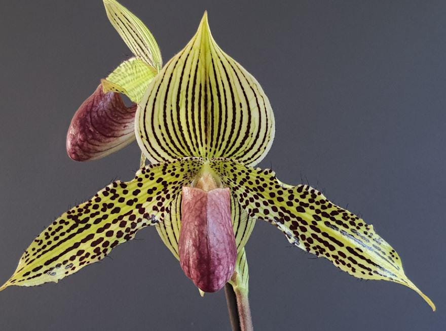 Paphiopedilum Lantha Stage Flowering Sized Roth Hybrid in a 4 Inch Pot ...