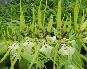 Brassia Rex 'Sakata' AM/AOS Flowering Sized