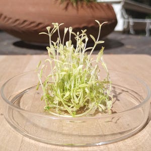 May include: A clear glass petri dish containing a cluster of young, light green sprouts. The sprouts have delicate, thin stems and small leaves. The dish sits on a wooden surface, with a blurred background featuring a brown pot and outdoor elements.
