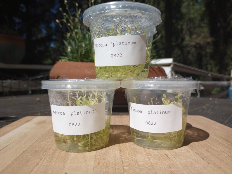 Bacopa Platinum Tissue Culture Cup for Aquascaping - Snail and Pest ...