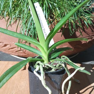 May include: A potted V. Rothschildiana 'Blue Rib' orchid plant. The plant has long, green leaves and visible white roots. A white tag with the plant's name is inserted into the pot. The pot is black and sits on a wooden surface.