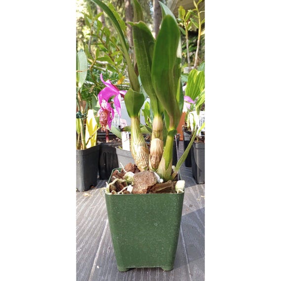 Dendrobium Hibiki 'Pink Passion' AM/AOS Orchid Hybrid