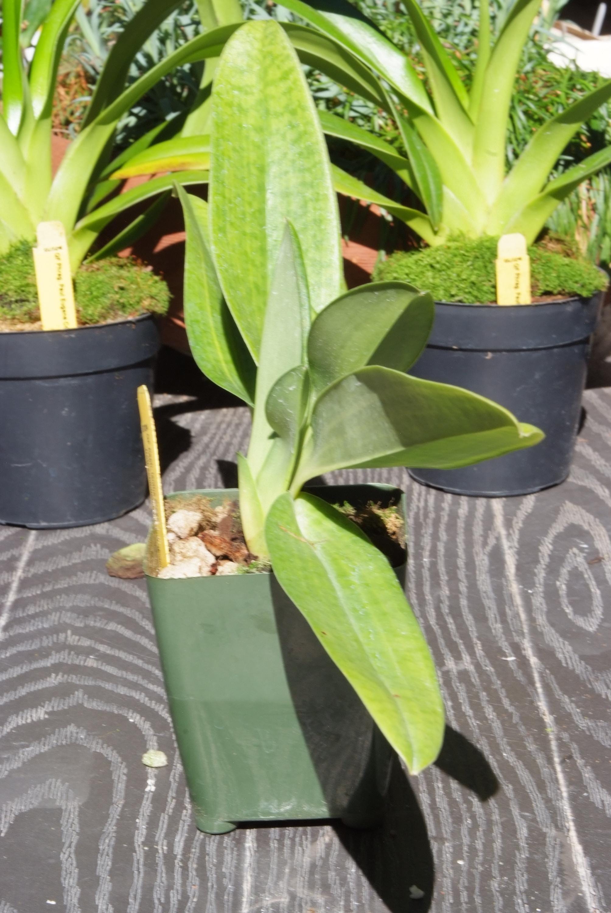 Paphiopedilum Lantha Stage Flowering Sized Roth Hybrid in a 4 Inch Pot ...