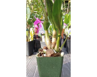 Very Rare Orchid Catasetum Clowesia Rebecca's Daughter X Clowesia