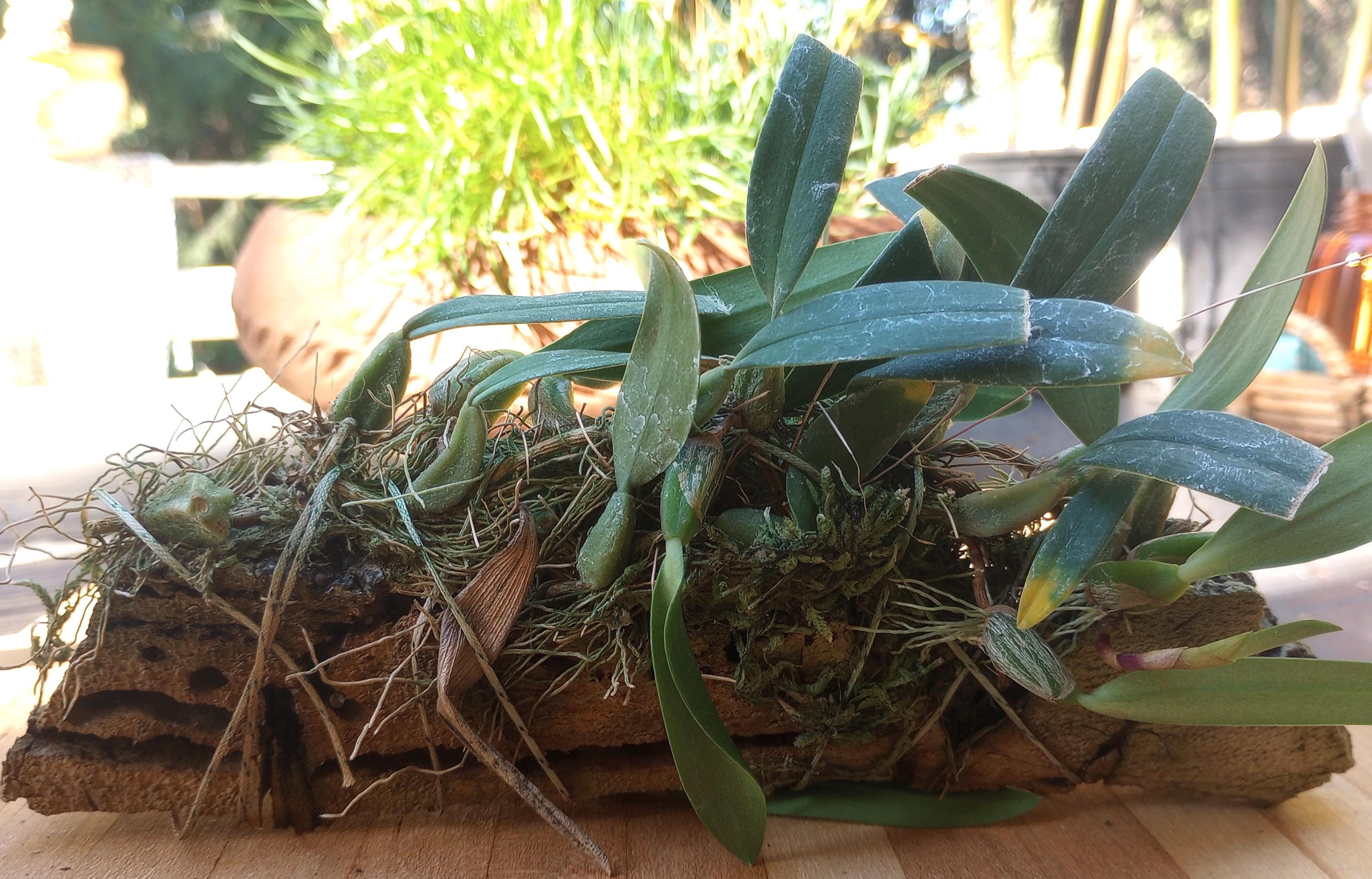 Corybas Orchid - Etsy