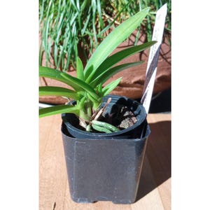 May include: A small green orchid plant with long, pointed leaves growing in a black plastic square pot. A white plant identification tag with printed text is inserted into the potting medium next to the base of the plant, showing visible roots.