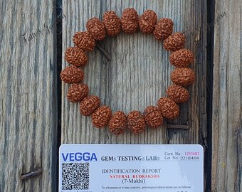 7 MUKHI RUDRAKSH / Seven Visage Rudraksha Mala -nepal Perles 16 MM -lab