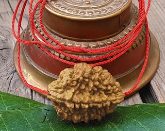 2 Mukhi Indian Rudraksha Bead: Lab Certified Spiritual Gift - Two Faced Rudraksh, Rudraksha Pendant in Adjustable Cord