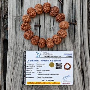 7 Bracelet Mukhi Nepali Rudraksha, Bracelet Rudraksha 7 faces, Perles Rudraksha authentiques, Taille personnalisée disponible, Seven Face Shiva Rudraksh