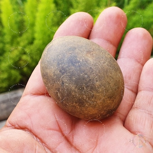 Rare Brown Laddu Gopal Shaligram Stone: Gandaki River Shila