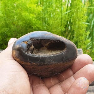 Rare Ugra Narsimha Brown Shaligram Stone: Gandaki River Pooja Item