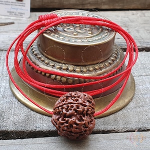 Big Nepalese 5 Mukhi Rudraksha Bead: Lab Certified Spiritual Pendant