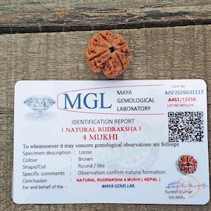 Authentic 4 Mukhi Nepali Rudraksha Bead: Lab Certified Spiritual Gift