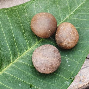 Rare Brown Laddu Gopal Shaligram Stone: Gandaki River Shila