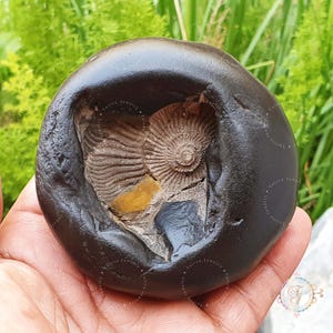 Rare Yellow White Shaligram Stone: Sudershan Saligram, Vishnu Pooja Altar