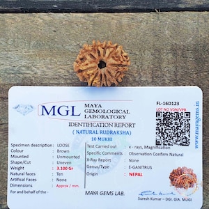 Lab Certified 10 Mukhi Rudraksha Bead: Nepalese Yoga Gift