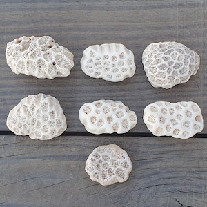 May include: Six white coral pieces with a variety of shapes and sizes. The coral has a porous texture and a light beige color.