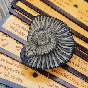 Rare Golden Sudarshan Shaligram • Salagram Shila • Shaligram Stone • Divine Stone • Sacred Shaligram From Gandaki River Nepal