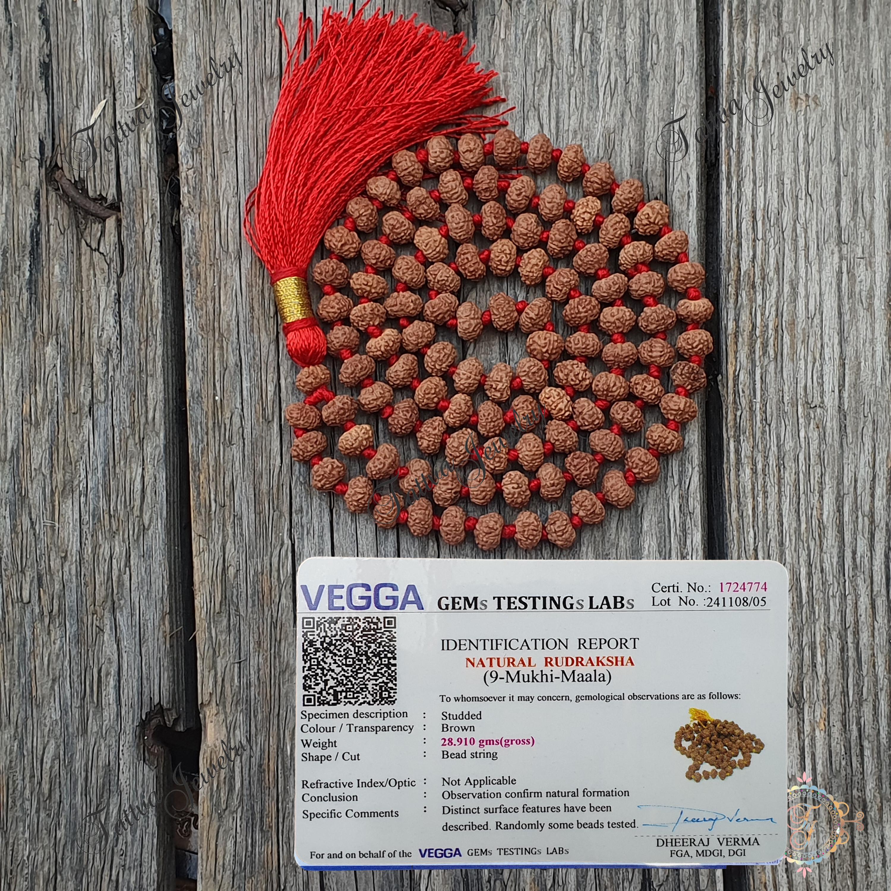 9ムキ(面)ルドラクシャ10mm1連Rudraksha(M) レア・希少！特大！10面ルドラクシャ！圧倒的な輝き！浄化・開運