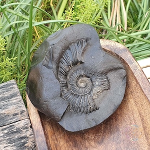 Divya Golden Sudarshan Shaligram • Shaligram Shila • Gandaki River Nepal • Shaligram Stone • Spiritual Gifts • Divya Shaligram