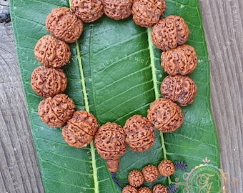 5 Mukhi Nepal Stretchy Tibetan Rudraksha Bodhi Seed Yoga Meditation Prayer Beads Mala Bracelet, Five Face Shiva Rudraksh,14 Beads Wrist Mala