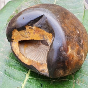 Big Size Ugra Narsimha Shaligram, Rare Brown Shaligram Religious Gifts, Saligram Stone, Gandaki River Nepal, Ritual Object, Pooja Item