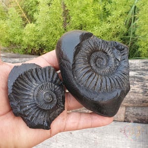 Laxmi Narayan Shaligram Stone: Gandaki River Nepal, Religious Gift