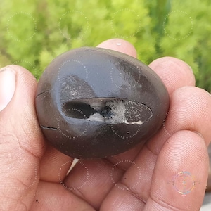 Divya Krishna Shaligram, Religious Gifts, Saligram Stone - Gandaki River Nepal, Ritual Object, Vishnu Puja