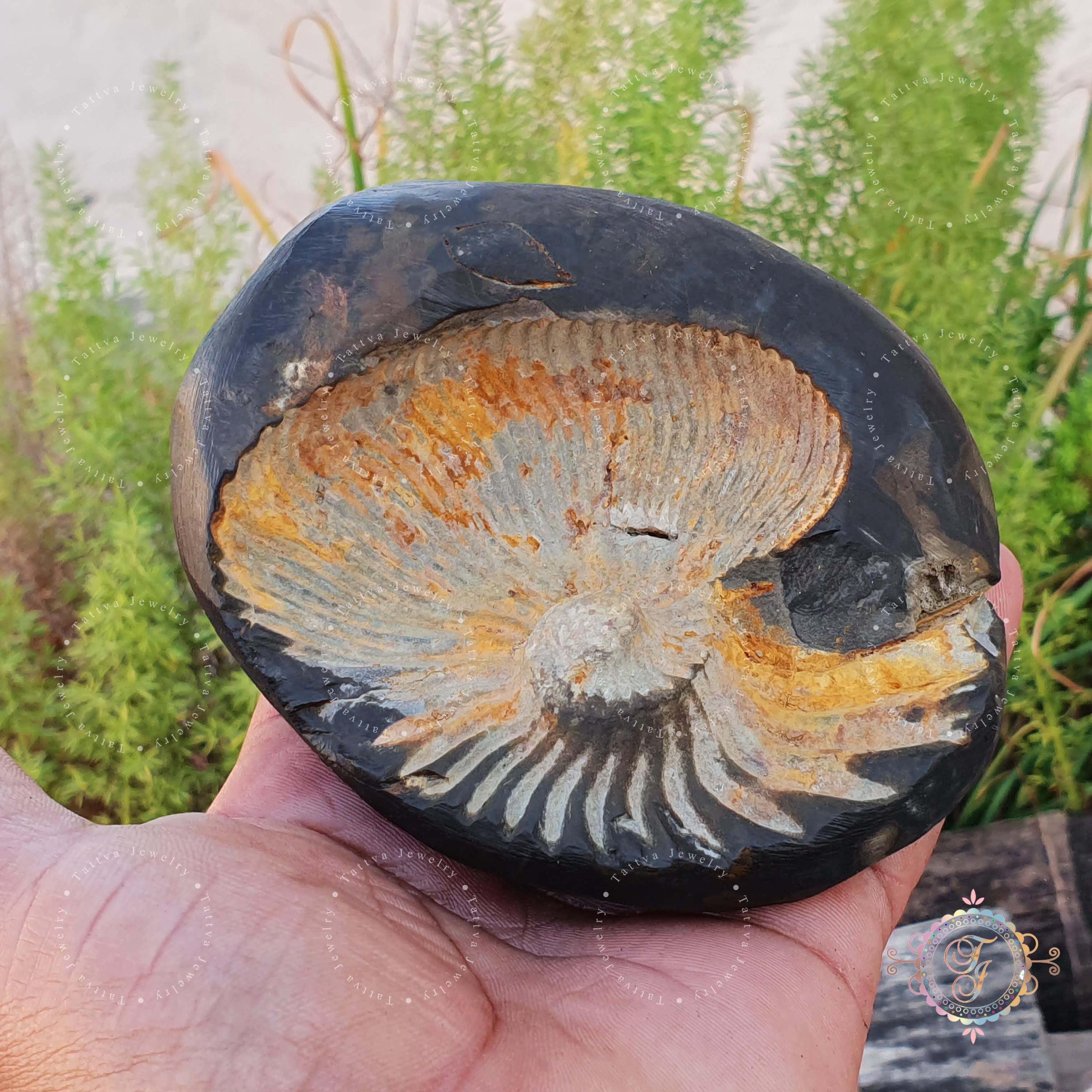 Rare Big Sudarshan Shaligram Stone: Yellow Brown Shila from Nepal