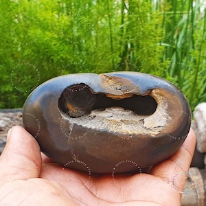 Rare Ugra Narsimha Brown Shaligram Stone: Gandaki River Pooja Item