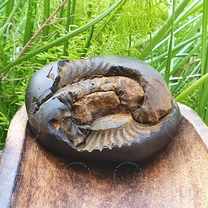 Extremely Rare Sudarshan Shaligram, Yellow Brown Sudarshan Shaligram Shila, Sudershan Shaligram Gandaki River Nepal