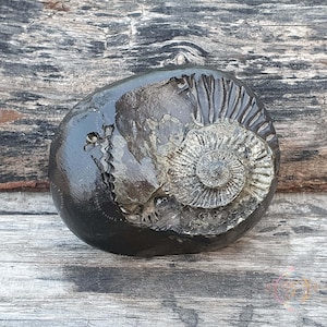 Very Rare Golden Silver Sudarshan Shaligram • Shaligram Shila • Gandaki River Nepal • Shaligram Stone • Sacred Shaligram From Nepal