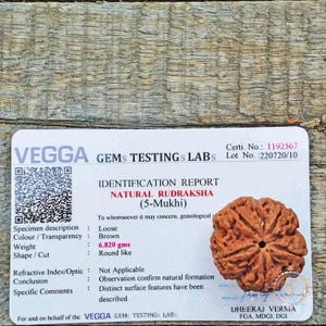 Large 25mm 5 Mukhi Rudraksha Bead: Lab Certified Authentic Gemstone