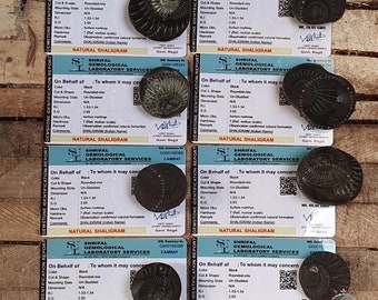 Shaligram, Religious Gifts, Sudarshan Saligram Stone, Sudershan Shaligram Gandaki River Nepal, Ritual Object