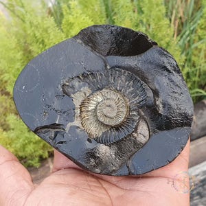 Rare Golden Sudarshan Shaligram From Gandaki River Nepal Salagram Shila • Shaligram Stone • Divine Stone • Sacred Stone Shaligram