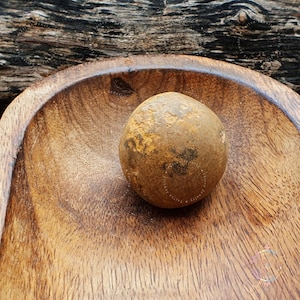 Rare Yellow Brown Ladoo Gopal Shaligram Stone: Gandaki River Nepal