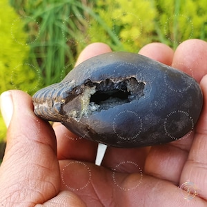 Divya Keshav Shaligram, Religious Gifts, Saligram Stone - Gandaki River Nepal, Ritual Object, Shaligram Shila