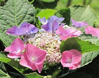 Quart Nightingale Hydrangea - A Sturdy and Pretty Lacecap